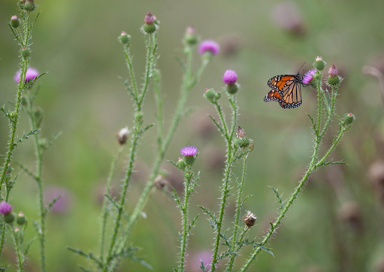 Planting a Polinator Garden