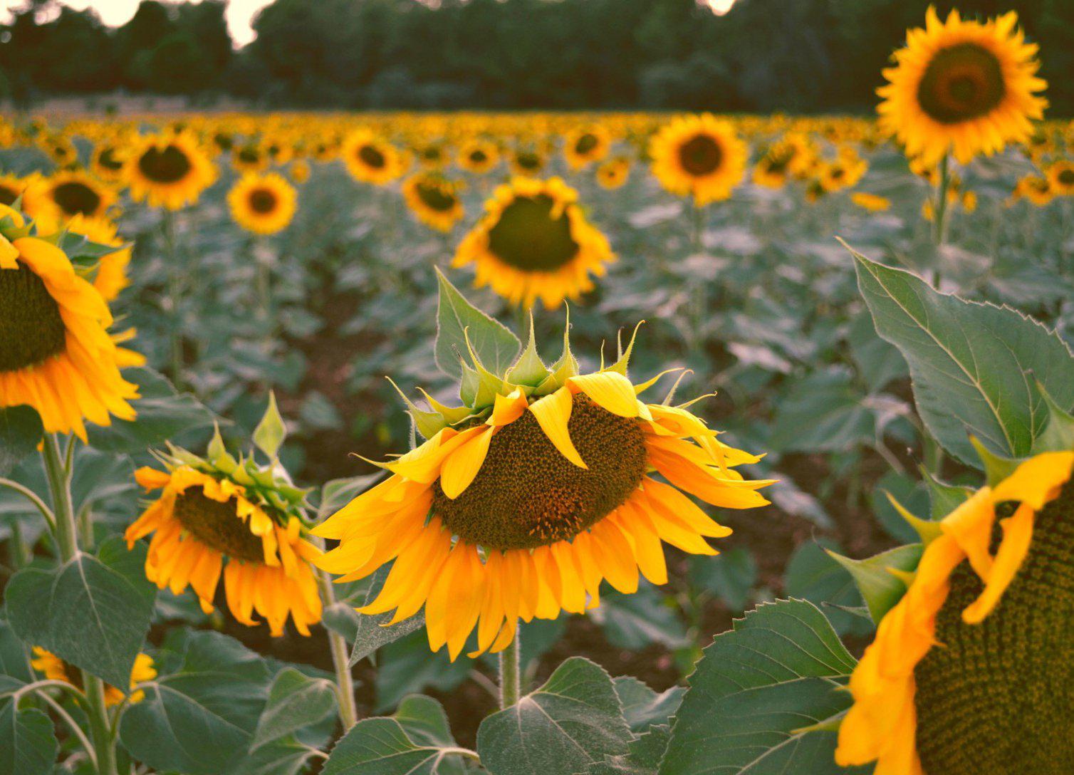 Gardening by Month | August