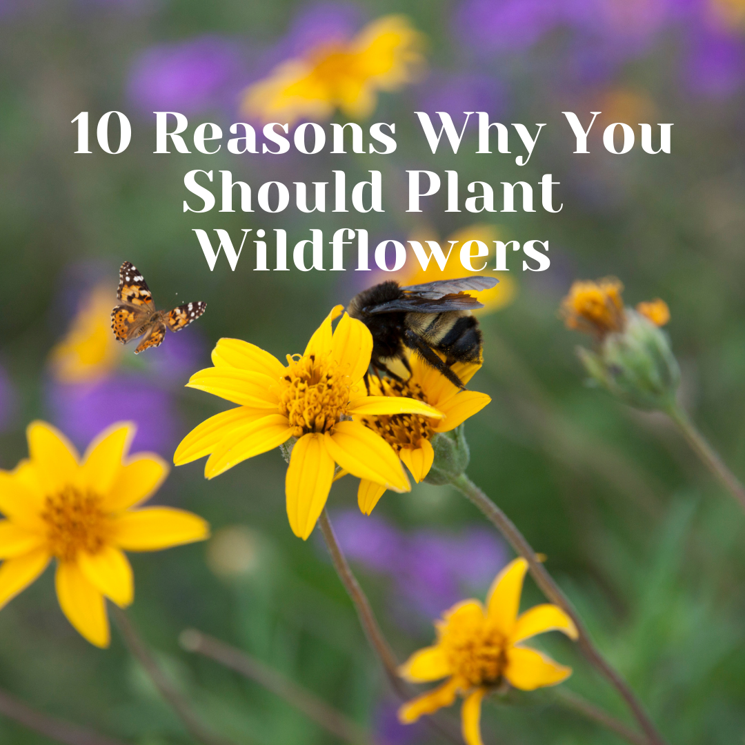 10 Reasons Why You Should Plant Wildflowers