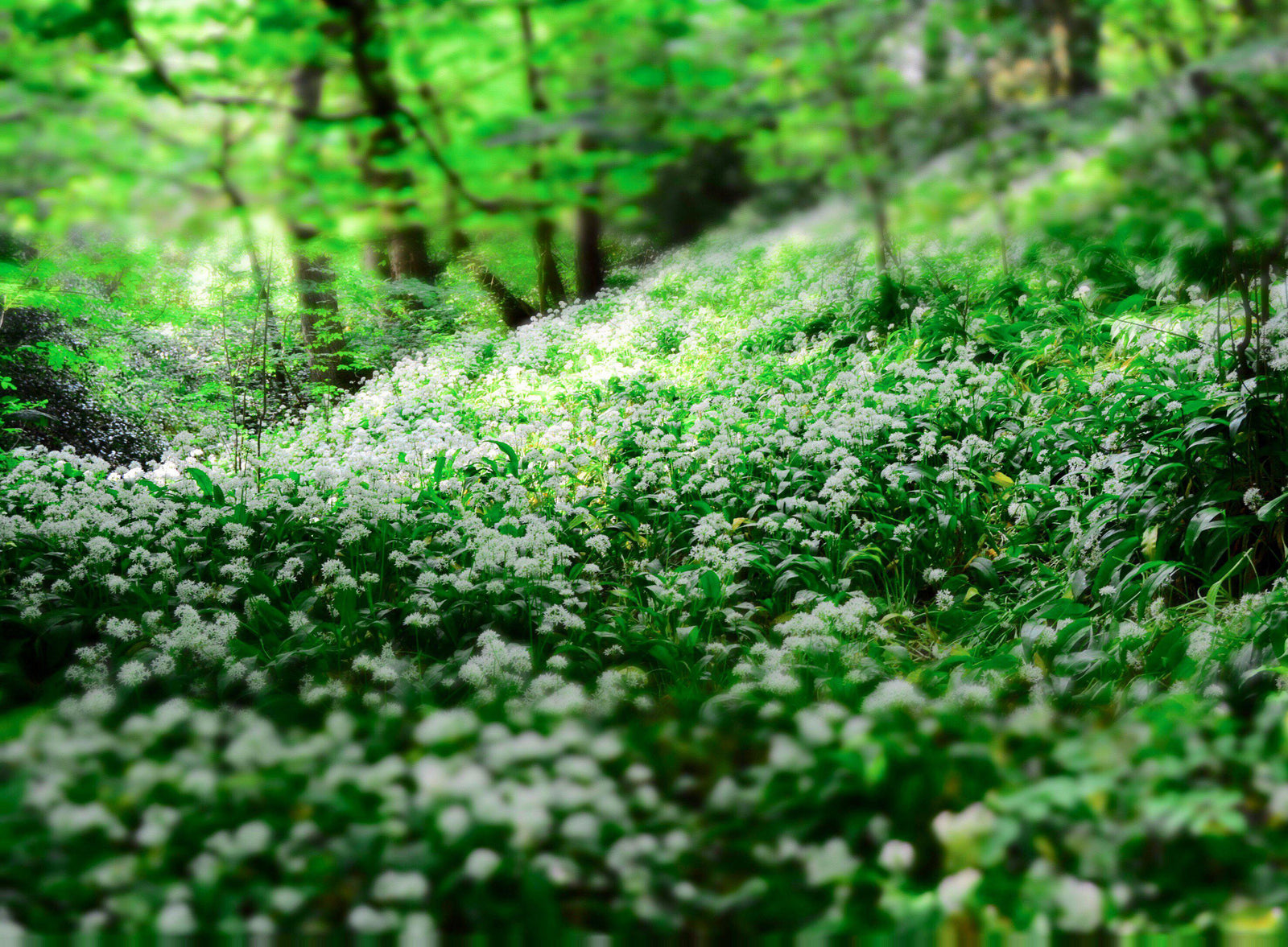 Six Things You Might Not Know About Clover