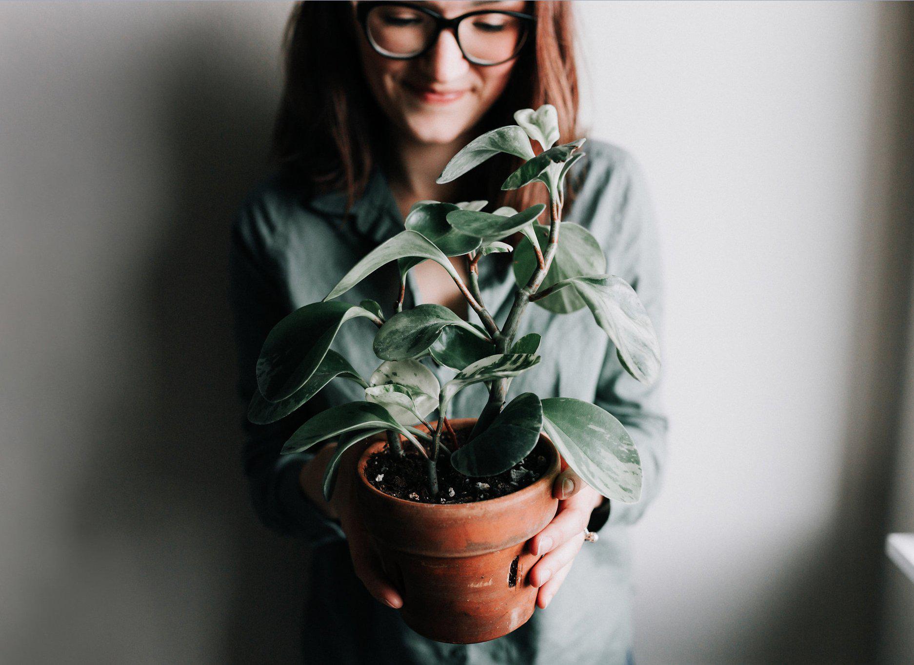 Top 3 Houseplants for Beginners (& How Not to Kill Them!)