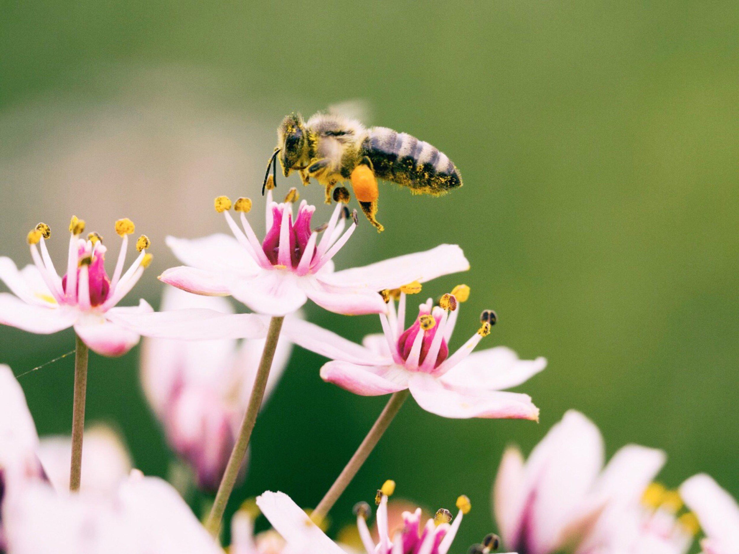 FREE Printable Pollinator Info Sheet - Nature Supply Co