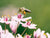 FREE Printable Pollinator Info Sheet