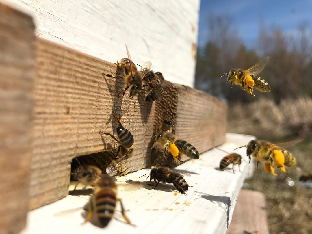 A Beginner's Guide to Small Scale Beekeeping