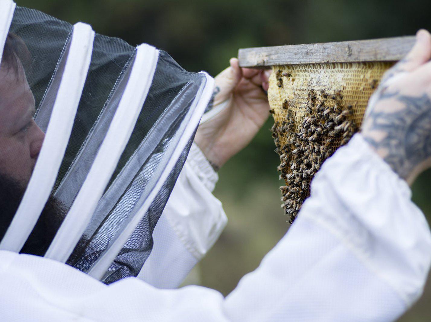 5 Fun Facts About Bees & Honey
