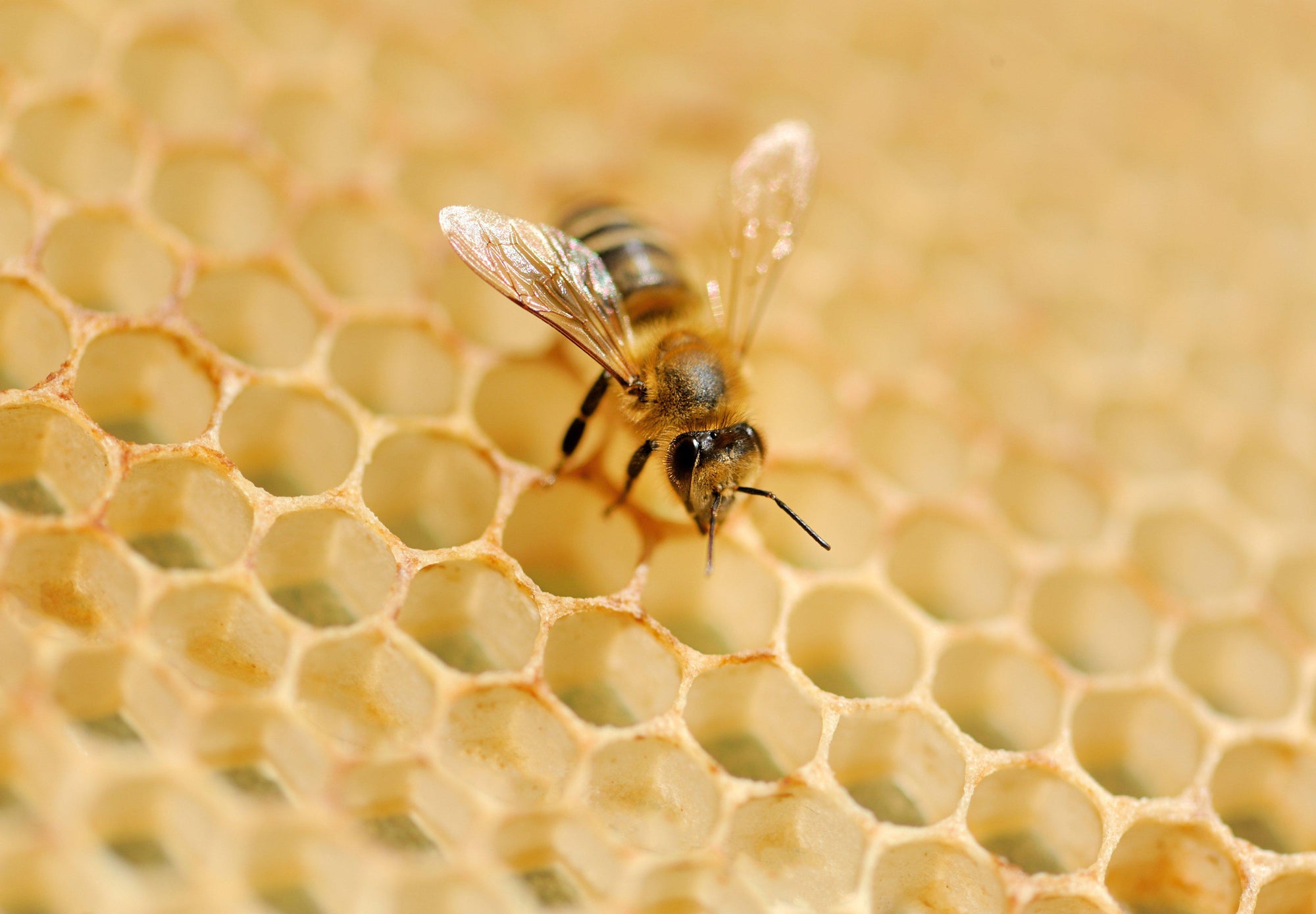FREE Printable Honey Bee Info Sheet