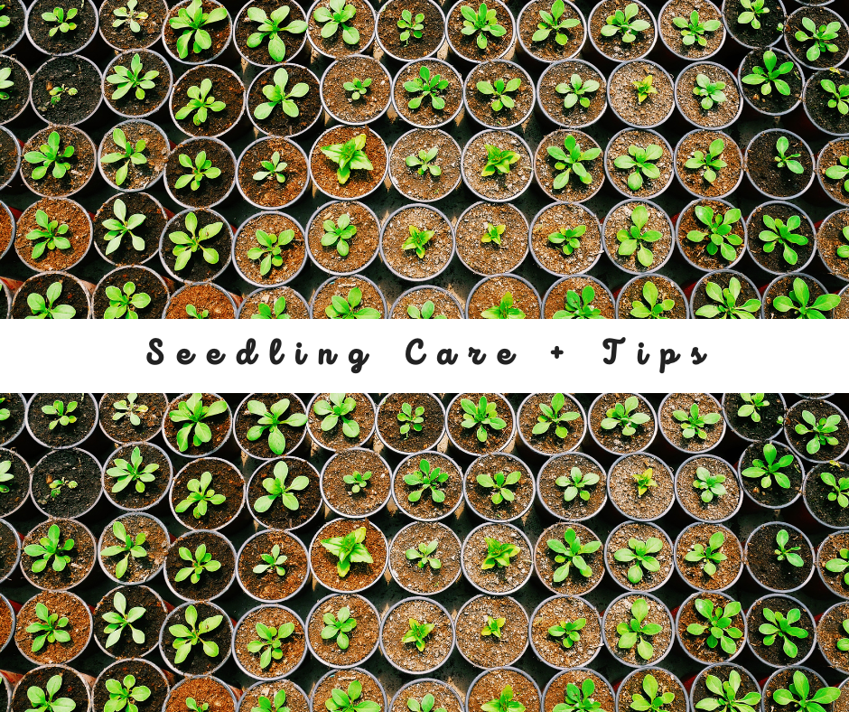 Seedling Care + Tips