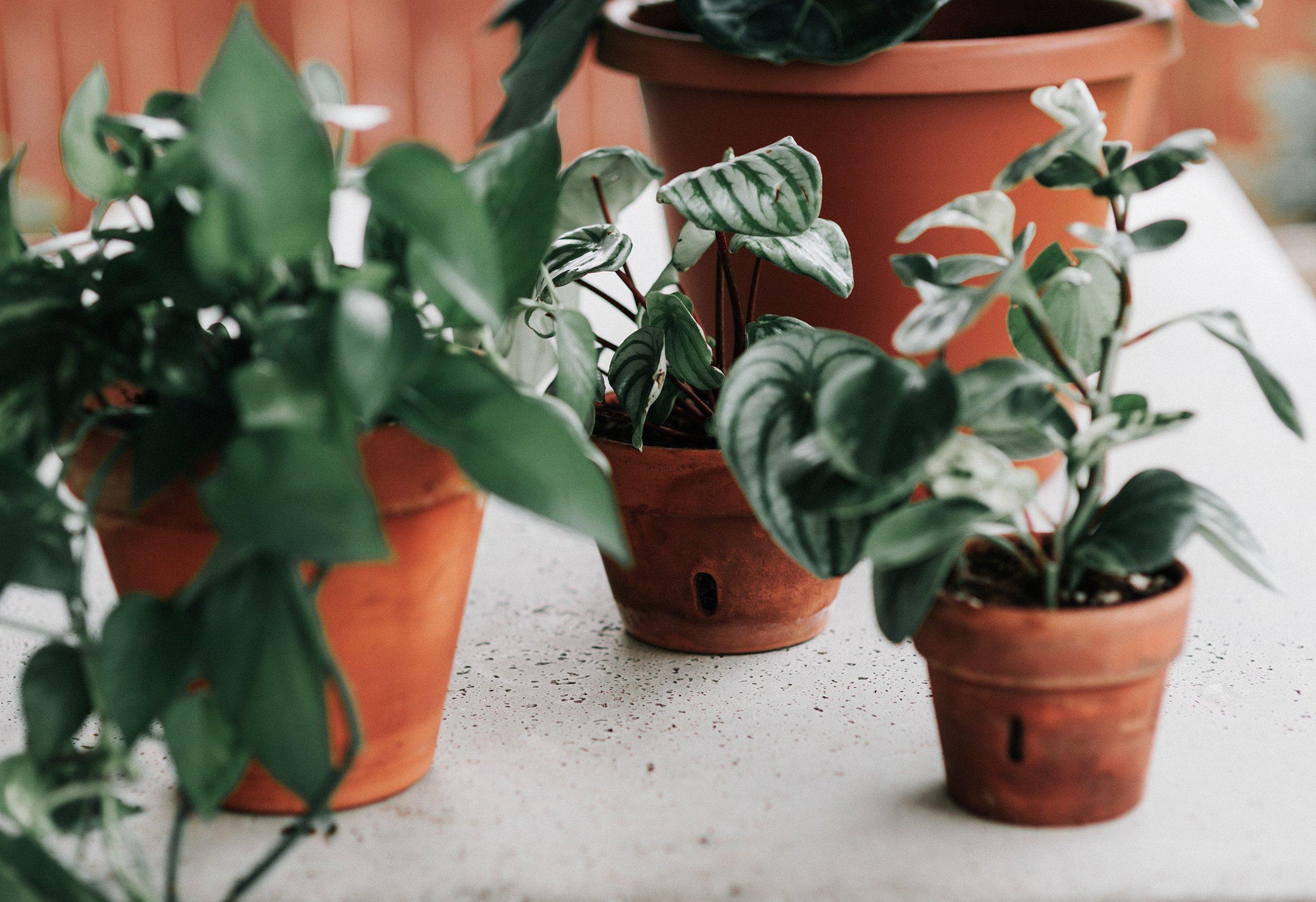 Photosynthesis for Houseplant Owners