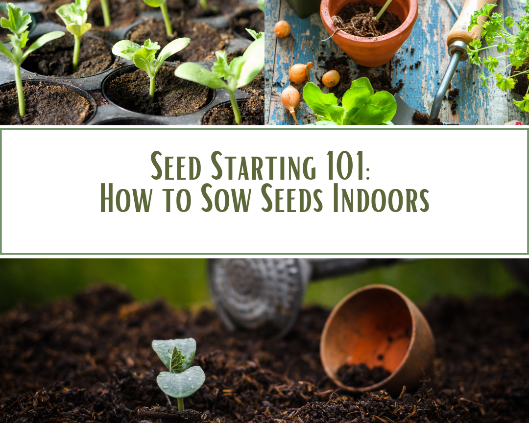 Seed Starting 101: How to Sow Seeds Indoors