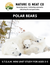 Polar Bears (Ages 3-5)