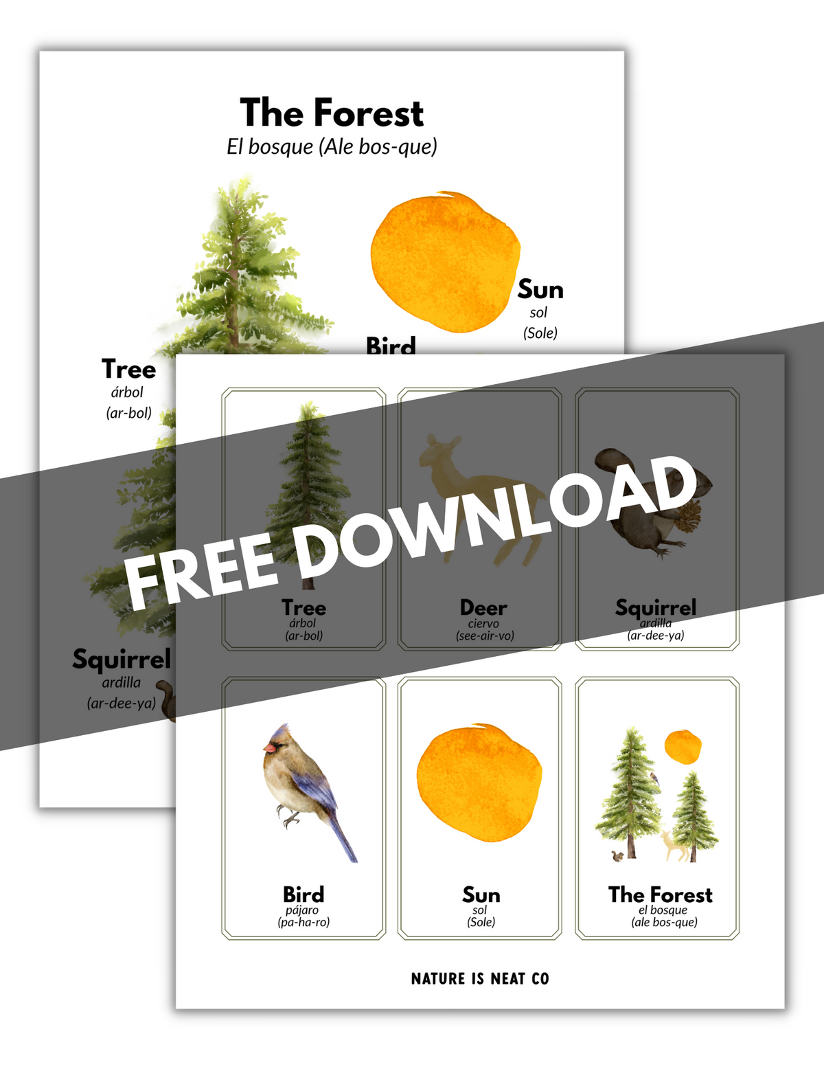 FREE: Dual Language Forest Poster + Flash Cards